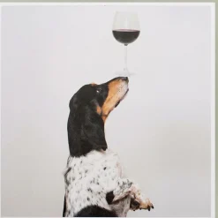 Karte Hund