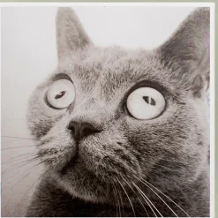 Karte Katze