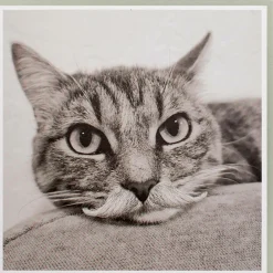 Karte Katze